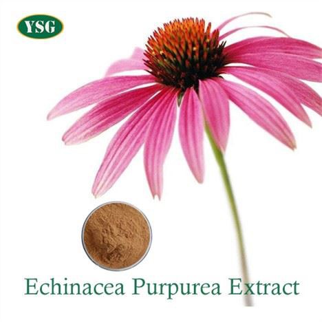 Echinacea Purpurea kukuni