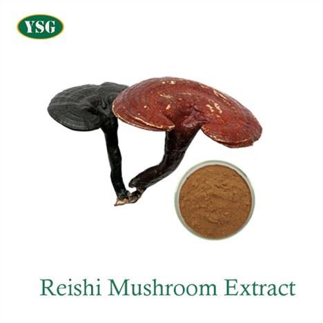 Ganoderma ekstrakti kukuni