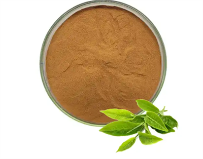 Camellia Sinensis barglari ekstrakti